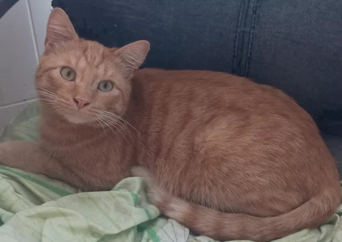 Maks (Макс), male 5yo Mixed Breed for adoption at Happy Paw Kyiv Oblast