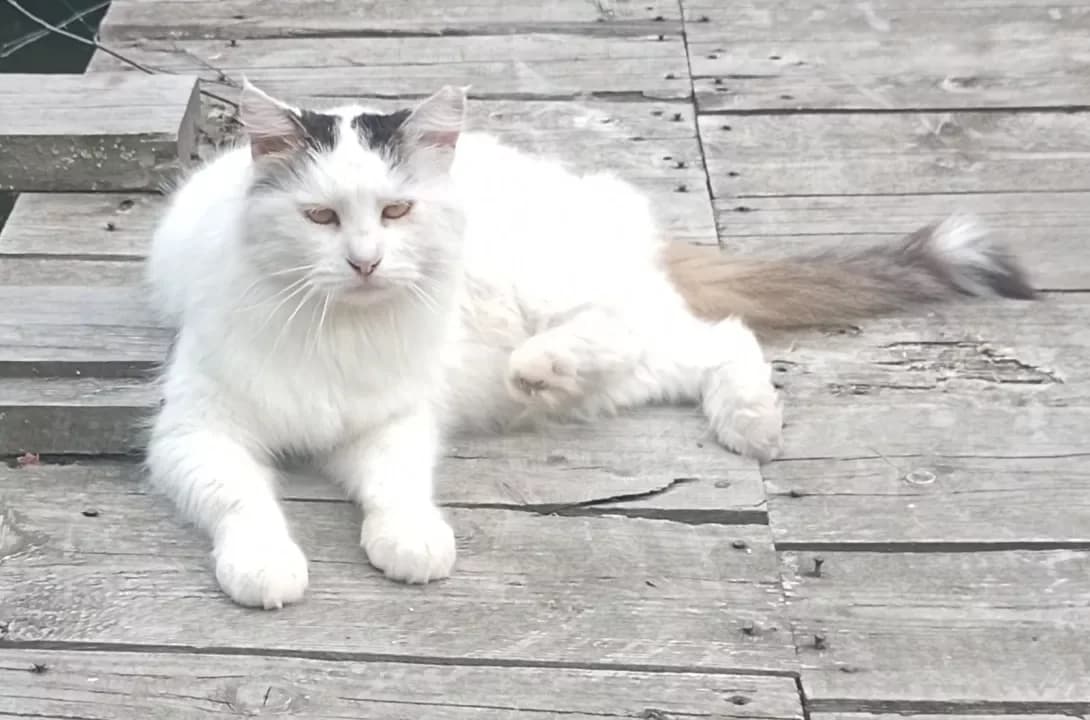 Benya (Беня), male senior Mixed Breed for adoption at Happy Paw Kyiv Oblast