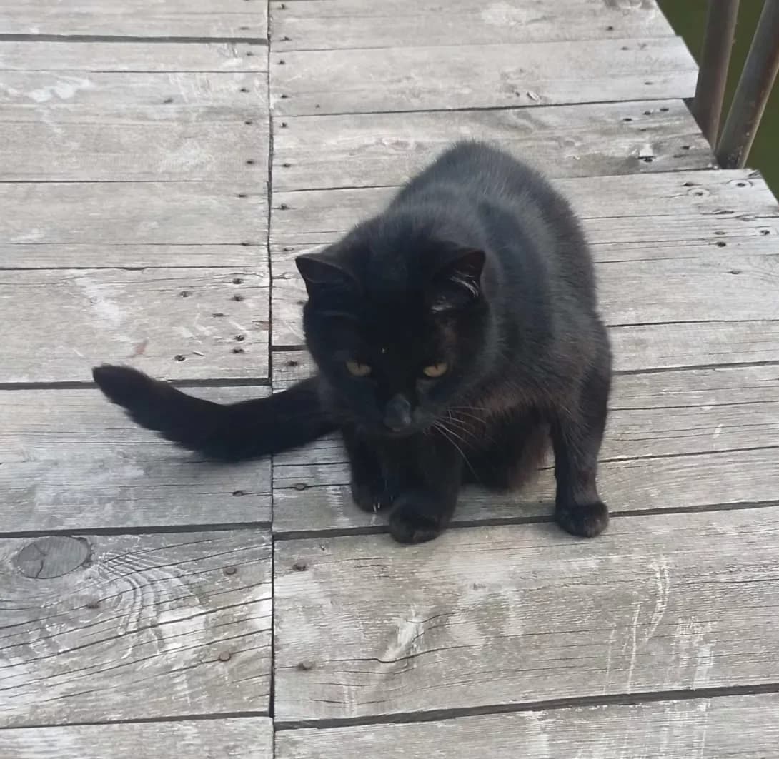 Chernushka (Чернушка), female senior Mixed Breed for adoption at Happy Paw Kyiv Oblast