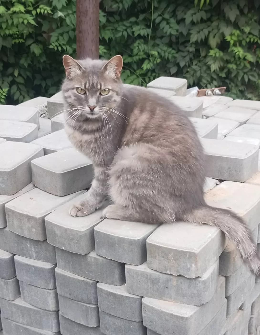 Galyunya (Галюня), female senior Mixed Breed for adoption at Happy Paw Kyiv Oblast