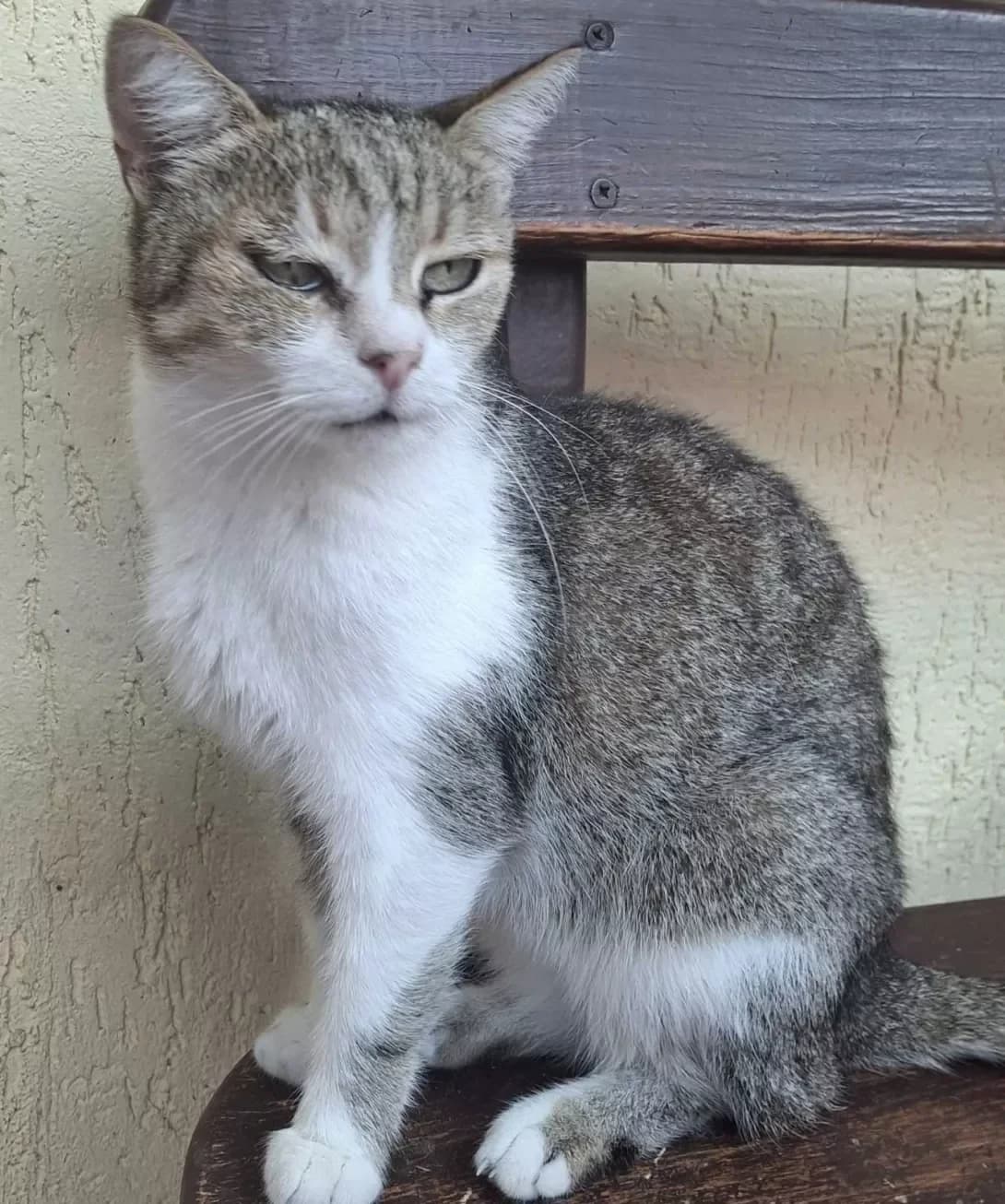 Nyusya (Нюся), female senior Mixed Breed for adoption at Happy Paw Kyiv Oblast