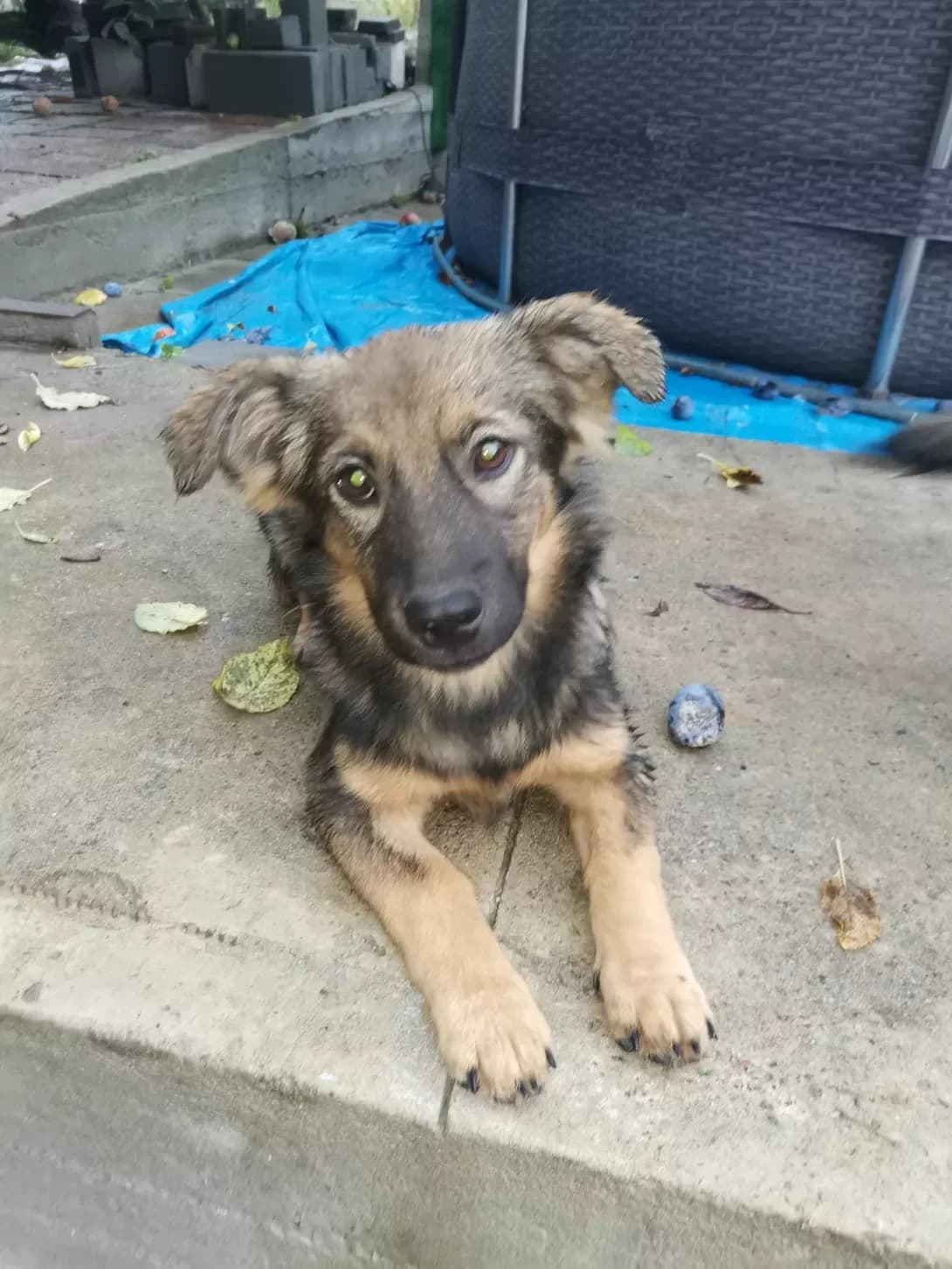 Robi (Робі), female puppy Mixed Breed for adoption at Happy Paw Kyiv Oblast