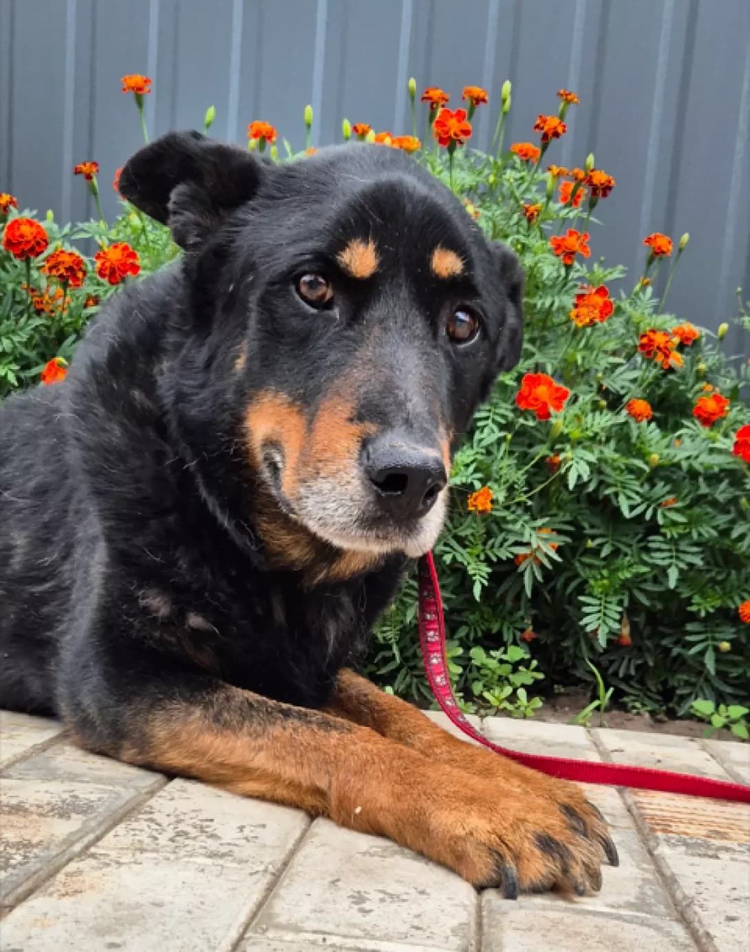Fizruk (Фізрук), male senior Mixed Breed for adoption at Happy Paw Kyiv Oblast