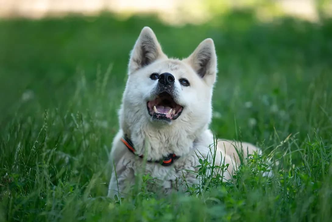 Khayuki (Хаюкі), female senior Mixed Breed for adoption at Happy Paw Kyiv Oblast