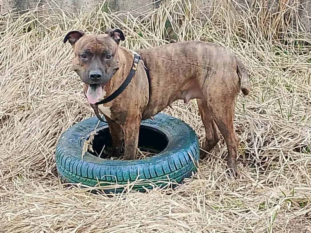 Luna (Луна), female 7yo Mixed Breed for adoption at Happy Paw Kyiv Oblast