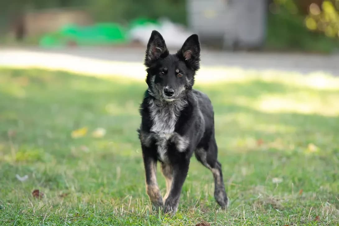 Batist (Батист), male puppy Mixed Breed for adoption at Happy Paw Kyiv Oblast