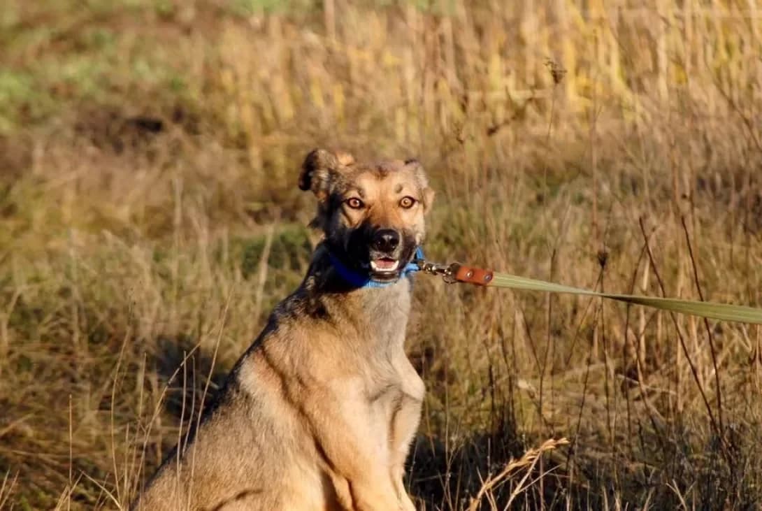 Tess (Тесс), female senior Mixed Breed for adoption at Happy Paw Kyiv Oblast
