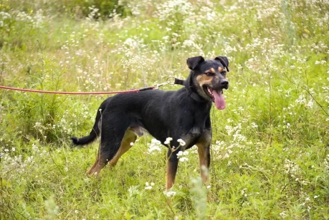Teo (Тео), male senior Mixed Breed for adoption at Happy Paw Kyiv Oblast