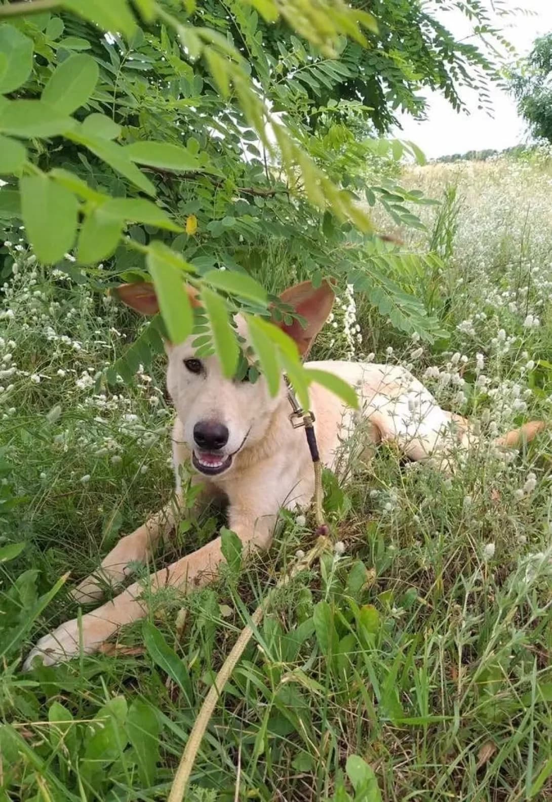 Real (Реал), male 7yo Mixed Breed for adoption at Happy Paw Kyiv Oblast