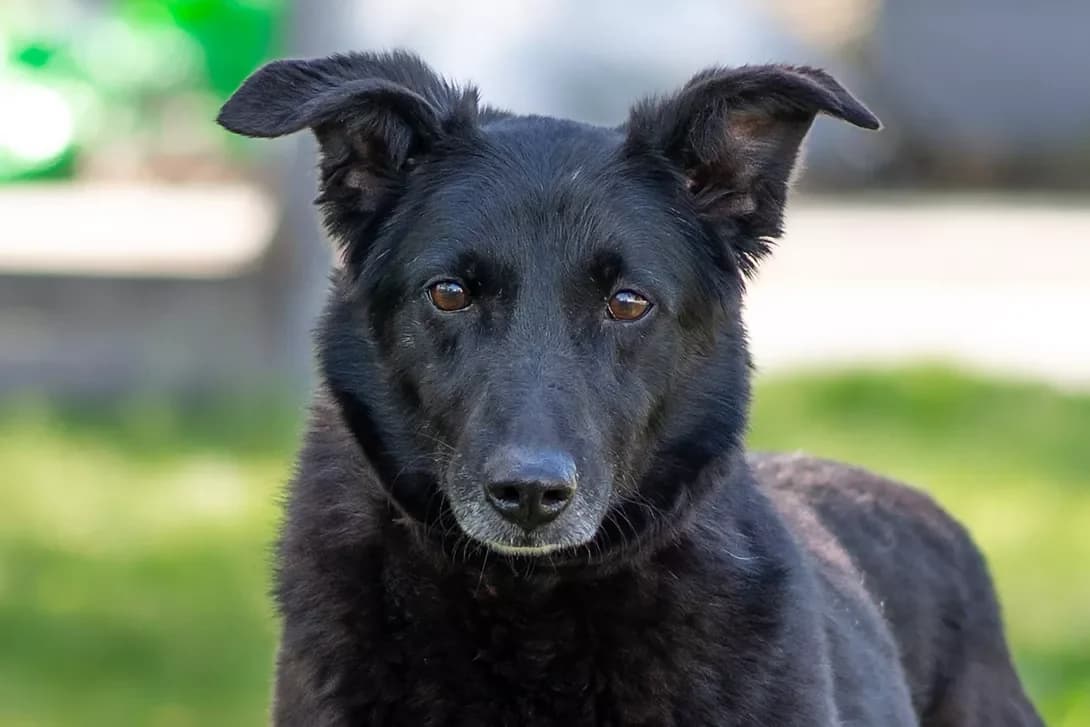 Chetti (Четті), female 7yo Mixed Breed for adoption at Happy Paw Kyiv Oblast