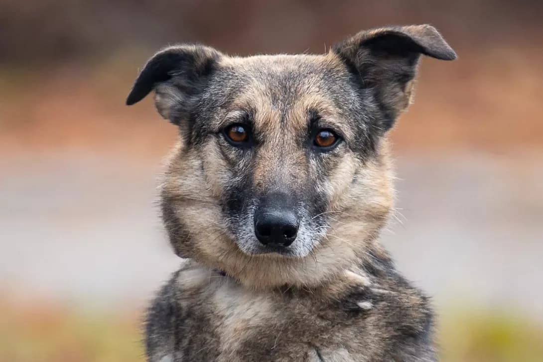 Pleysi (Плейсі), female senior Mixed Breed for adoption at Happy Paw Kyiv Oblast