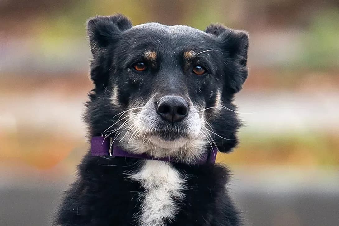 Silva (Сільва), female 7yo Mixed Breed for adoption at Happy Paw Kyiv Oblast