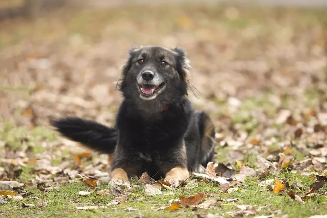 Gabbi (Габбі), female senior Mixed Breed for adoption at Happy Paw Kyiv Oblast