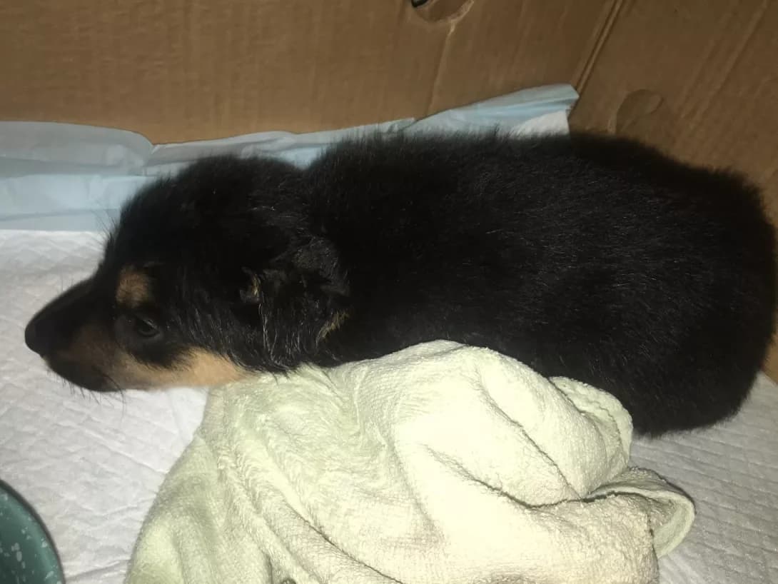 Malenkiy (Маленький), male 6yo Mixed Breed for adoption at Happy Paw Kyiv Oblast