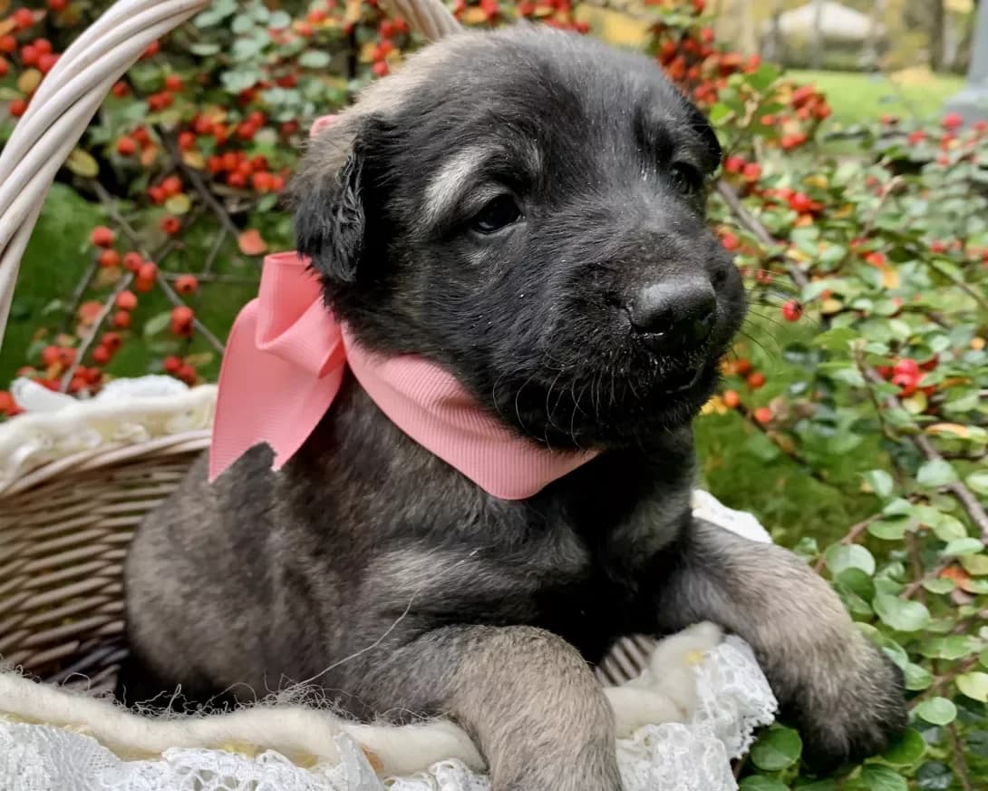Molli (Молли), female 6yo Mixed Breed for adoption at Happy Paw Kyiv Oblast