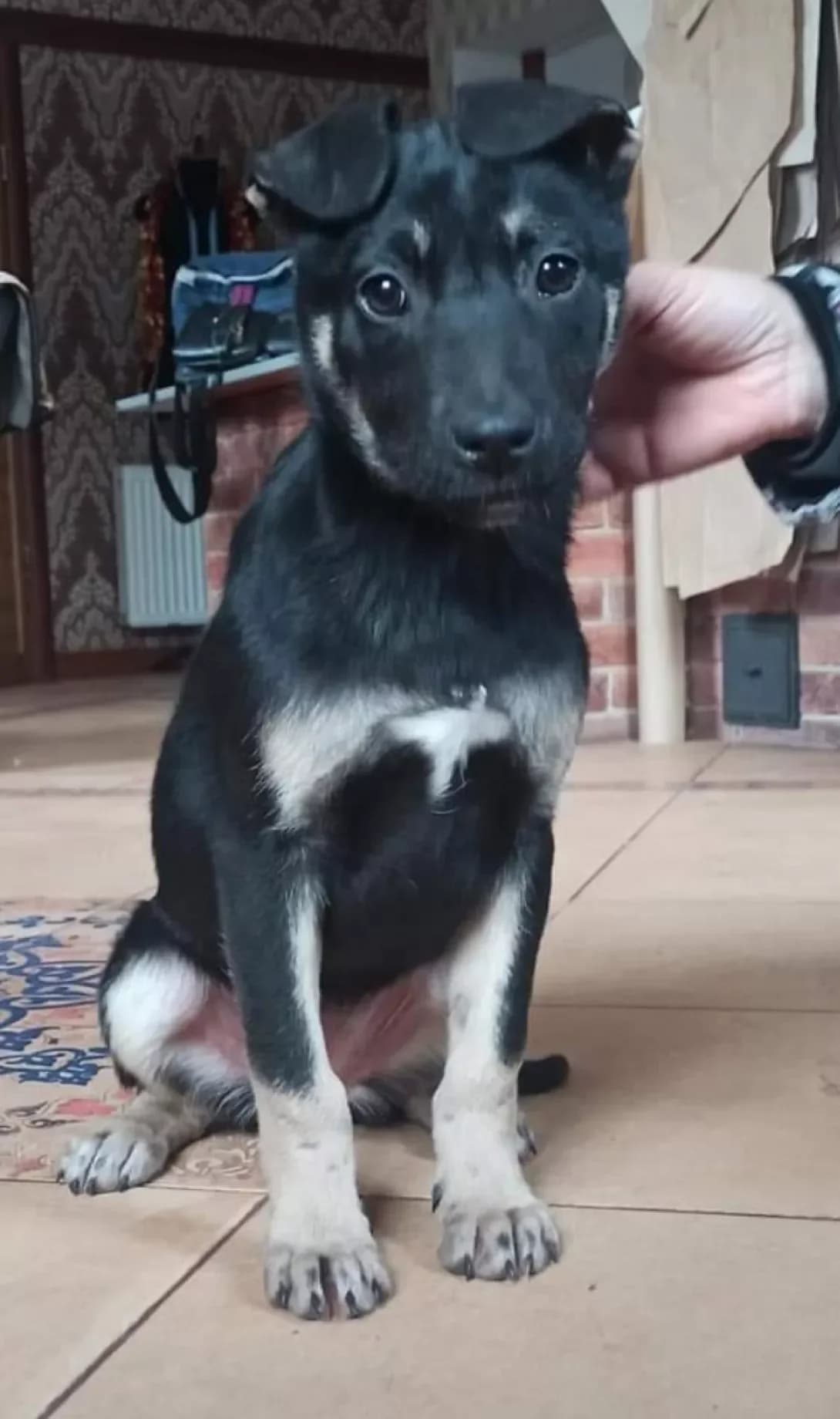 Matilda (Матільда), female 6yo Mixed Breed for adoption at Happy Paw Kyiv Oblast
