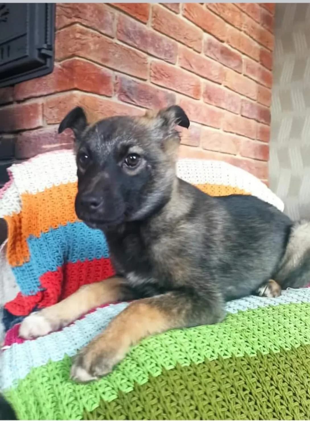 Lyubava (Любава), female 6yo Mixed Breed for adoption at Happy Paw Kyiv Oblast