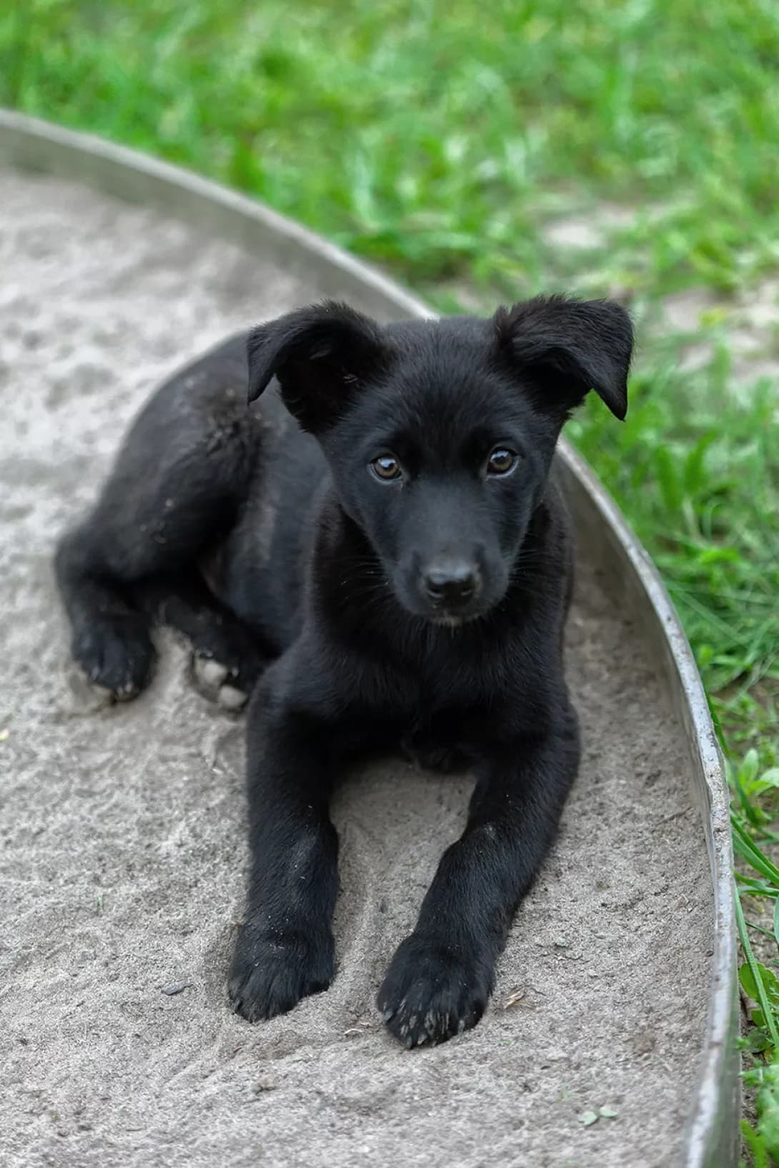 nemaye (немає), male 5yo Mixed Breed for adoption at Happy Paw Kyiv Oblast