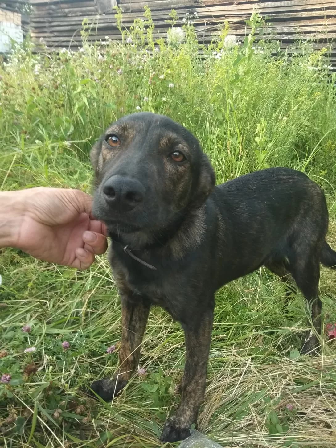 bez imeni (без имени), female 5yo Mixed Breed for adoption at Happy Paw Kyiv Oblast