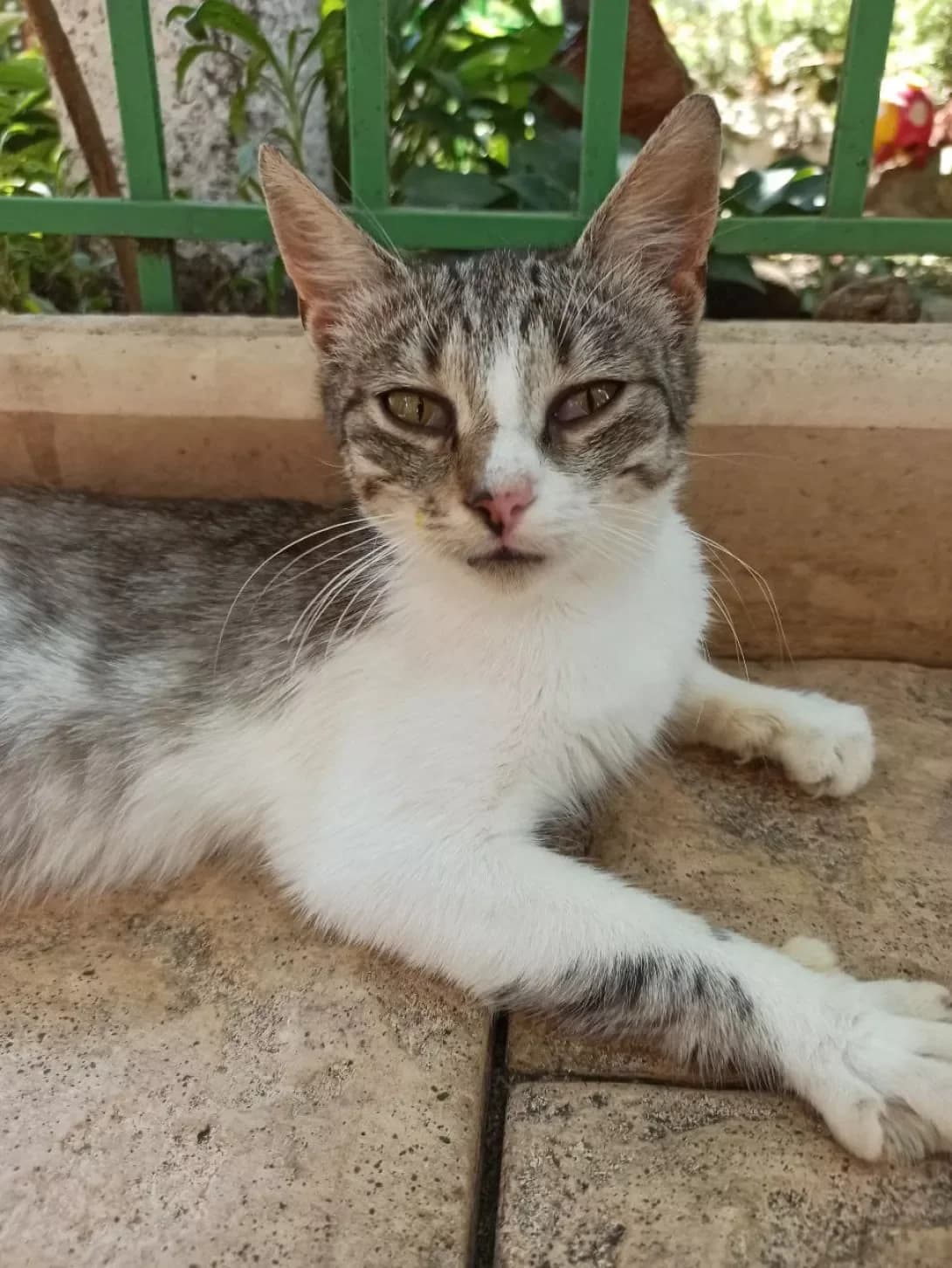 Kotya (Котя), female 6yo Mixed Breed for adoption at Happy Paw Mykolaiv Oblast