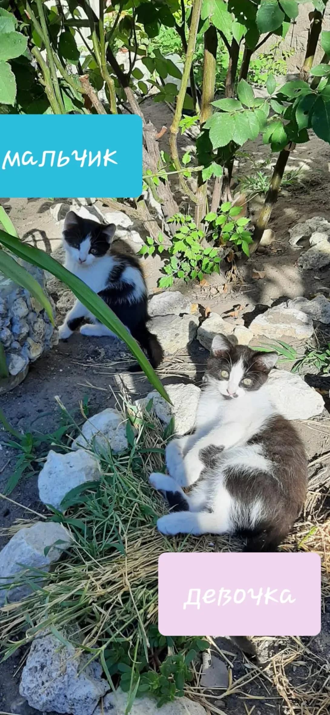 Nemaye (Немає), male 4yo Mixed Breed for adoption at Happy Paw Mykolaiv Oblast