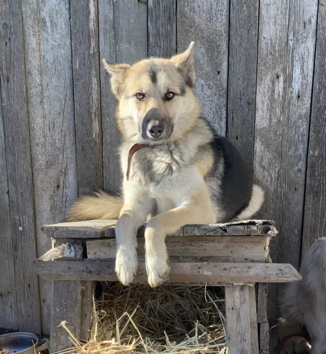 Luna (Луна), female young Mixed Breed for adoption at Happy Paw Mykolaiv Oblast