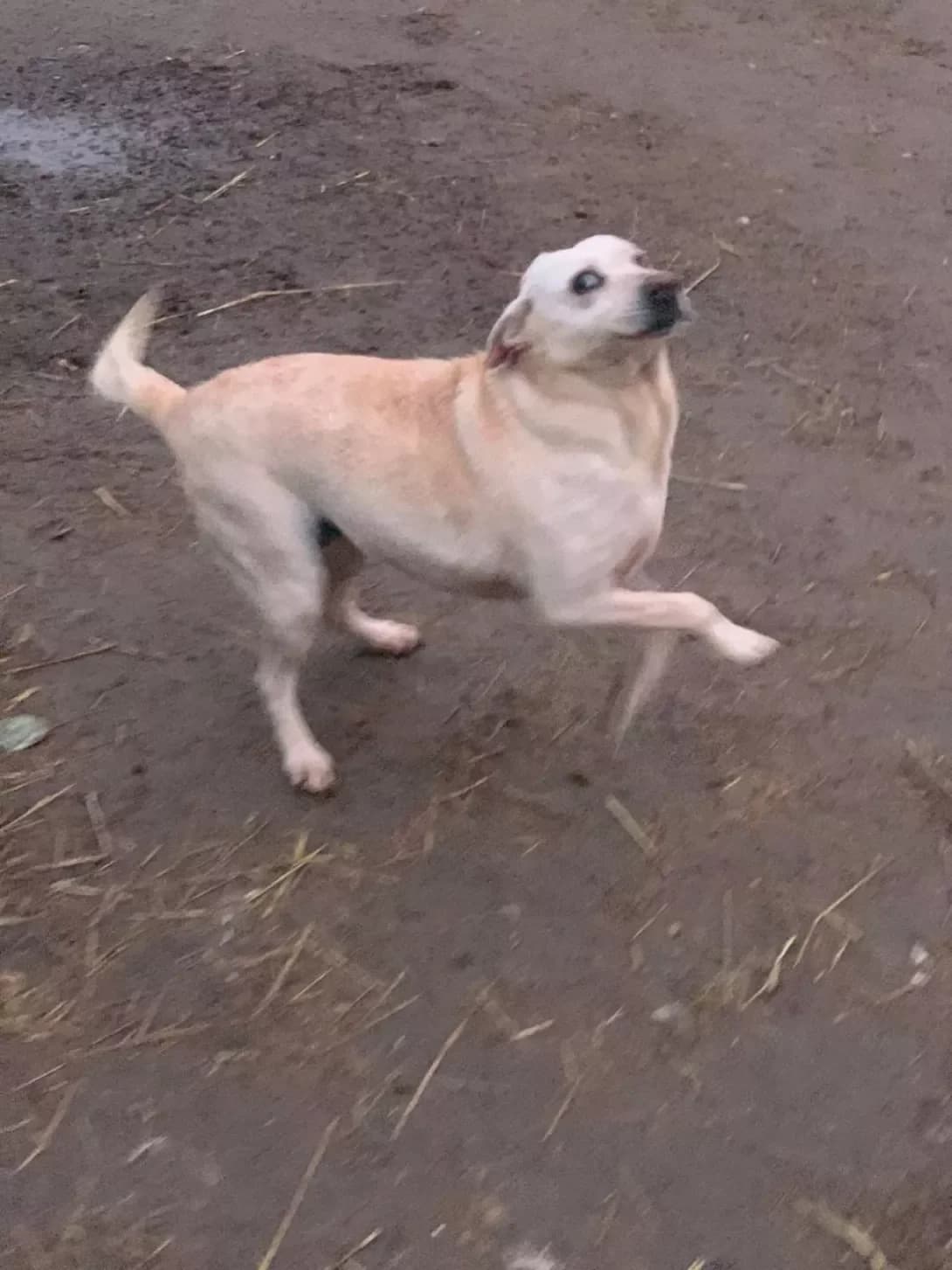 Lyalya (Ляля), female 5yo Mixed Breed for adoption at Happy Paw Mykolaiv Oblast