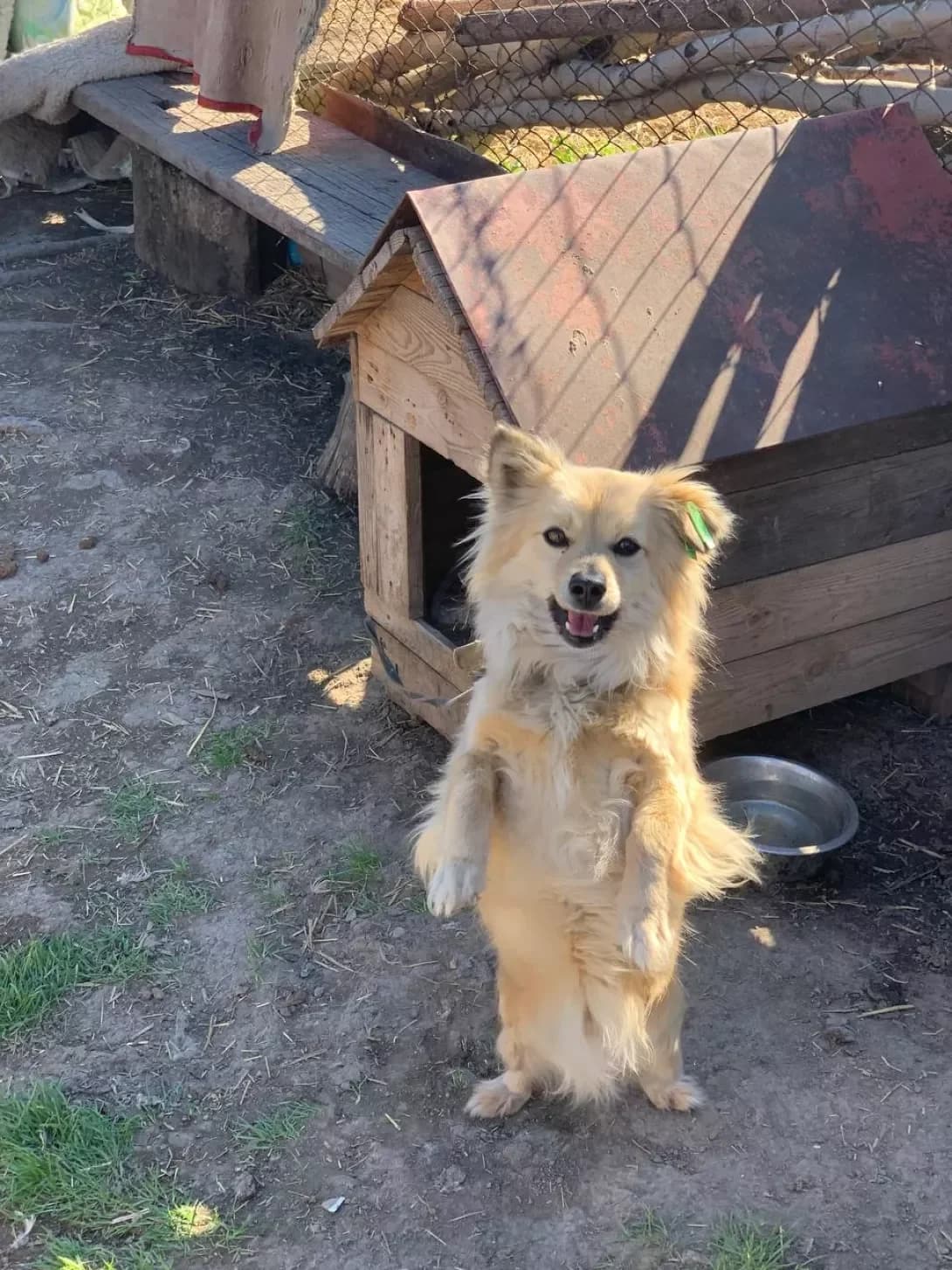 Yasha (Яша), male 5yo Mixed Breed for adoption at Happy Paw Mykolaiv Oblast