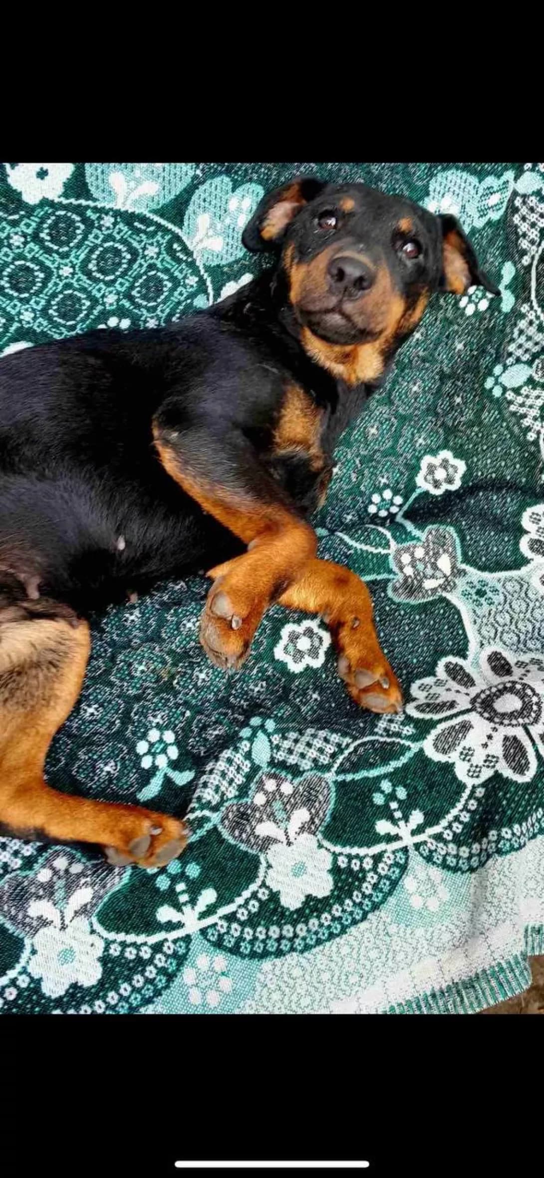Nora (Нора), female young Mixed Breed for adoption at Happy Paw Mykolaiv Oblast