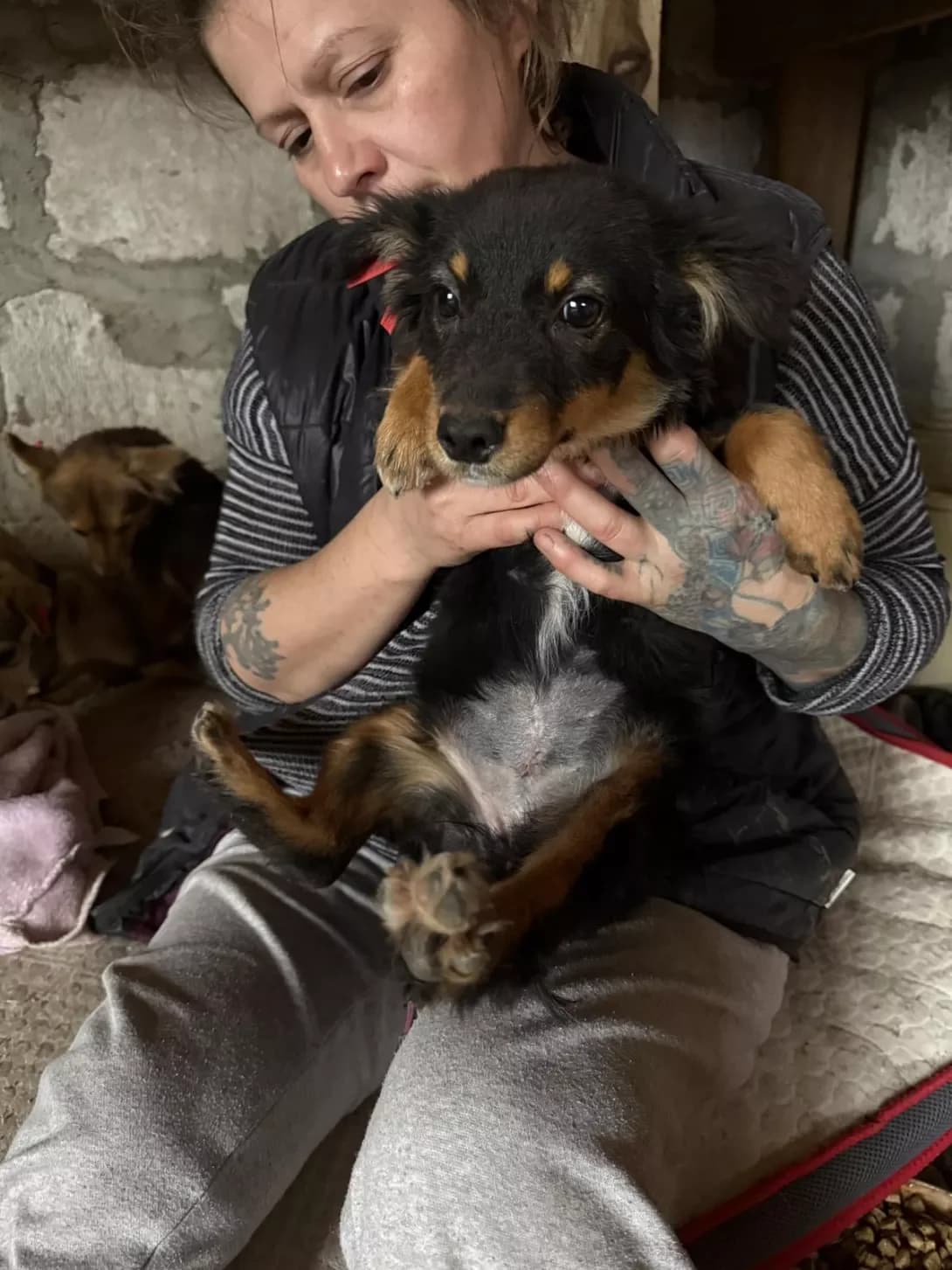 Kvitka (Квітка), female young Mixed Breed for adoption at Happy Paw Mykolaiv Oblast