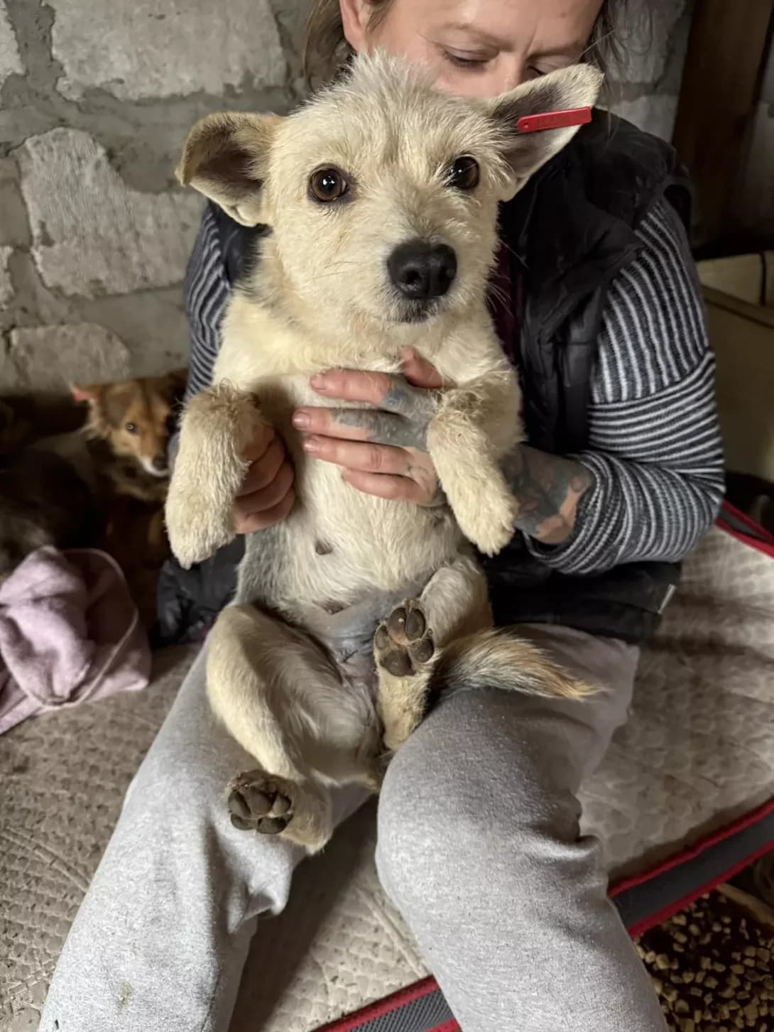 Masha (Маша), female 5yo Mixed Breed for adoption at Happy Paw Mykolaiv Oblast
