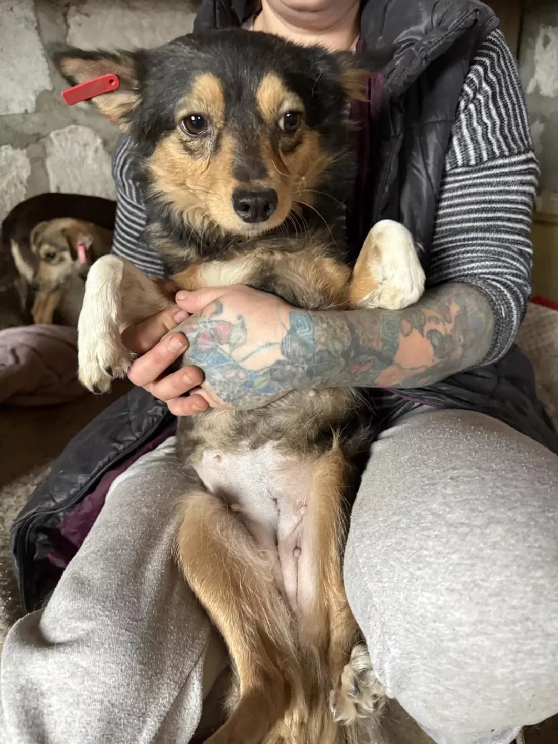 Kulbabka (Кульбабка), female 6yo Mixed Breed for adoption at Happy Paw Mykolaiv Oblast