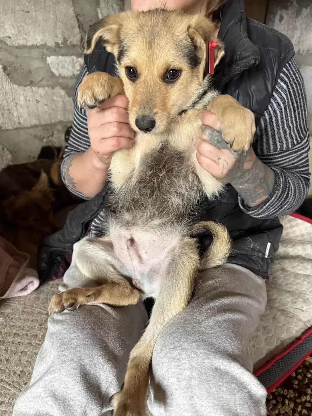 Kolya (Коля), male young Mixed Breed for adoption at Happy Paw Mykolaiv Oblast