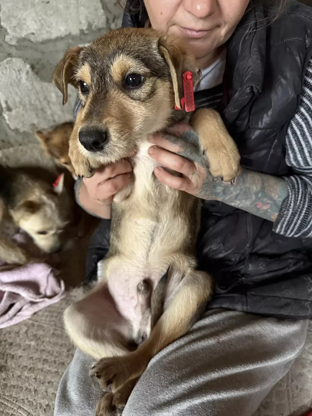 Tolya (Толя), male young Mixed Breed for adoption at Happy Paw Mykolaiv Oblast