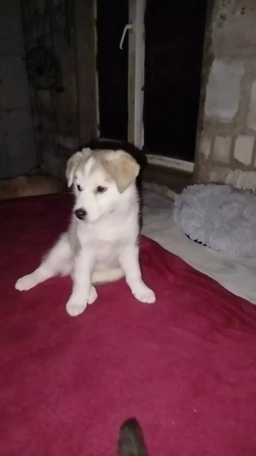 Vita (Віта), female young Mixed Breed for adoption at Happy Paw Mykolaiv Oblast
