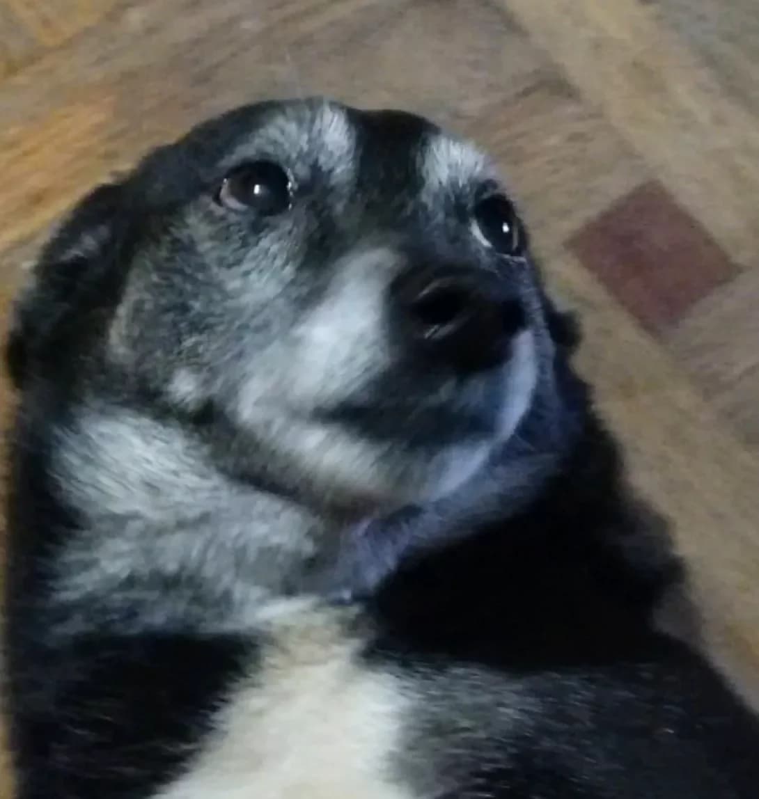 Moysha (Мойша), male senior Mixed Breed for adoption at Happy Paw Odesa