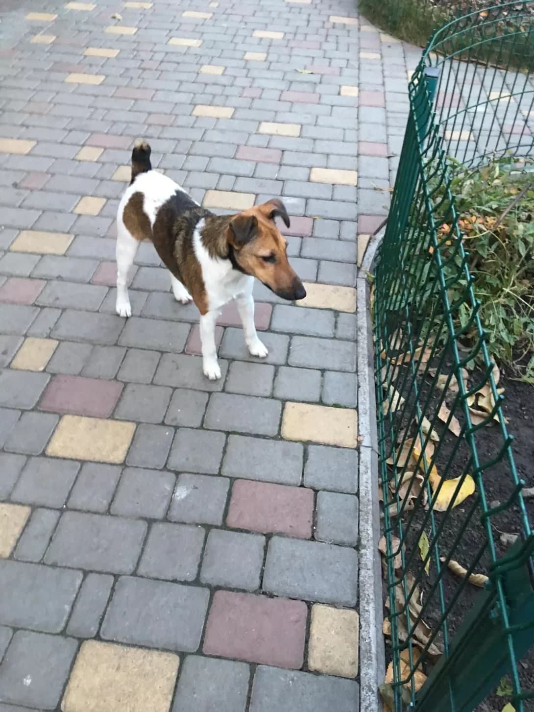 freddi (фредди), male senior Mixed Breed for adoption at Happy Paw Odesa