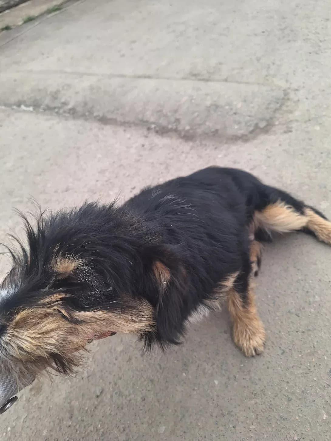 Bob (Боб), male young Mixed Breed for adoption at Happy Paw Odesa