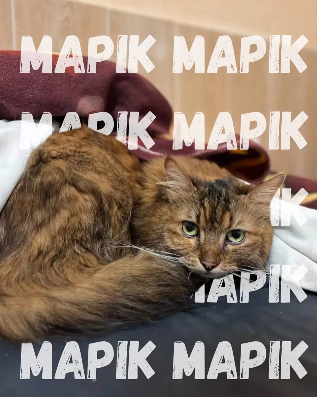 Marik (Марік), male 4yo Mixed Breed for adoption at Happy Paw Odesa