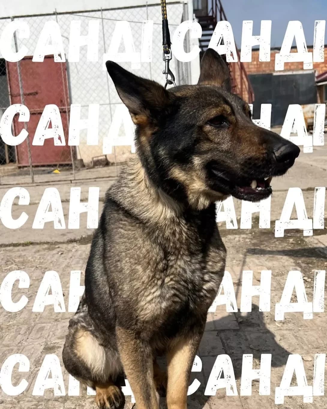 Sandi (Санді), female 7yo Mixed Breed for adoption at Happy Paw Odesa