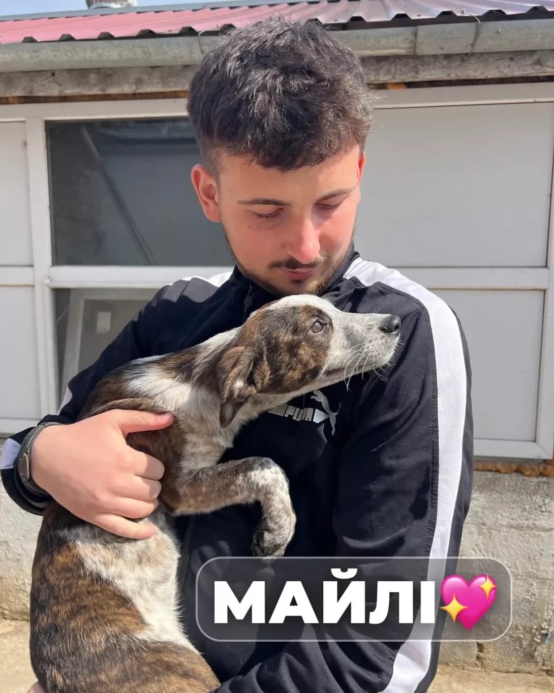 Mayli (Майлі), female young Mixed Breed for adoption at Happy Paw Odesa
