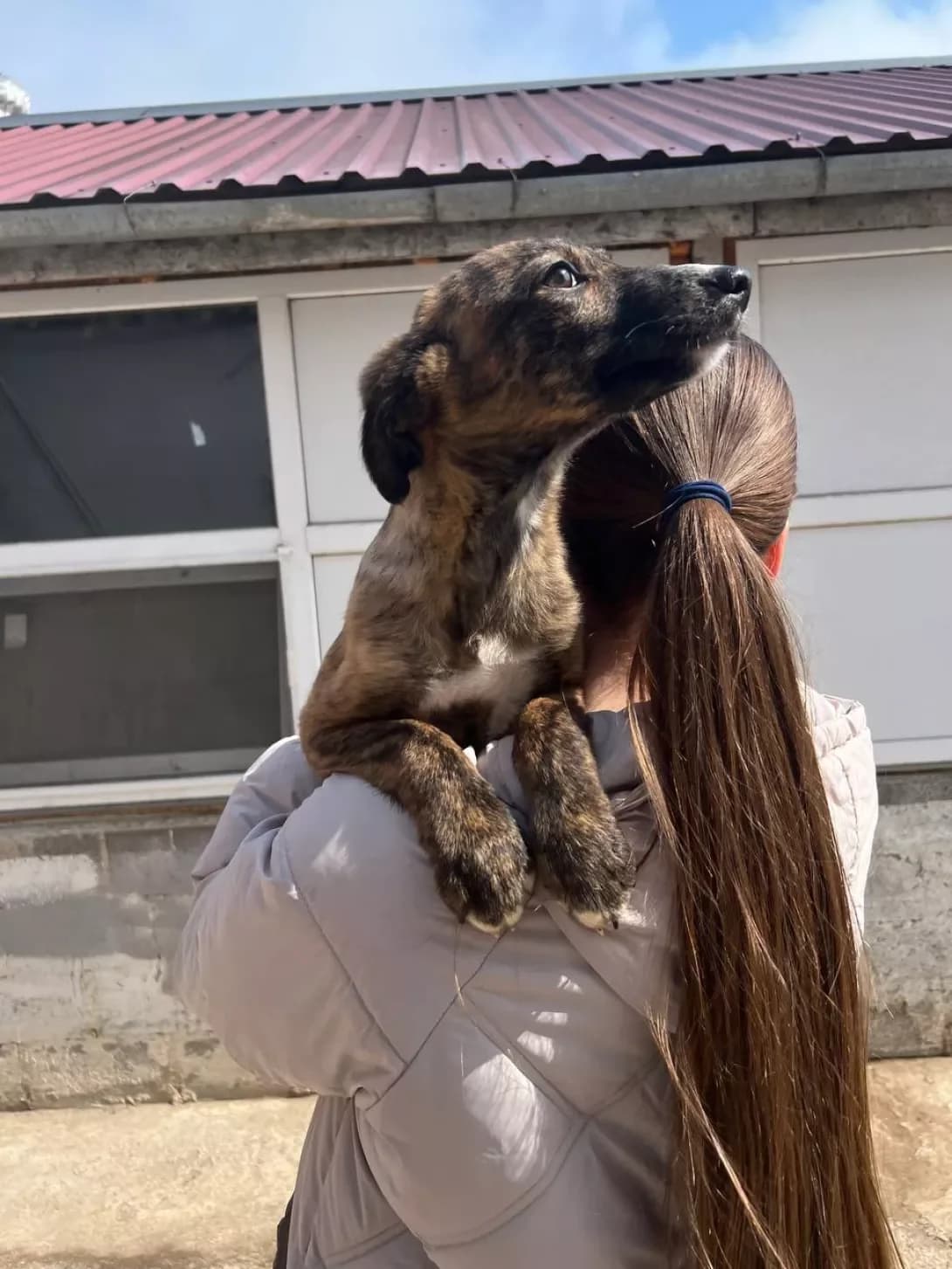 Tigritsya (Тигриця), female young Mixed Breed for adoption at Happy Paw Odesa