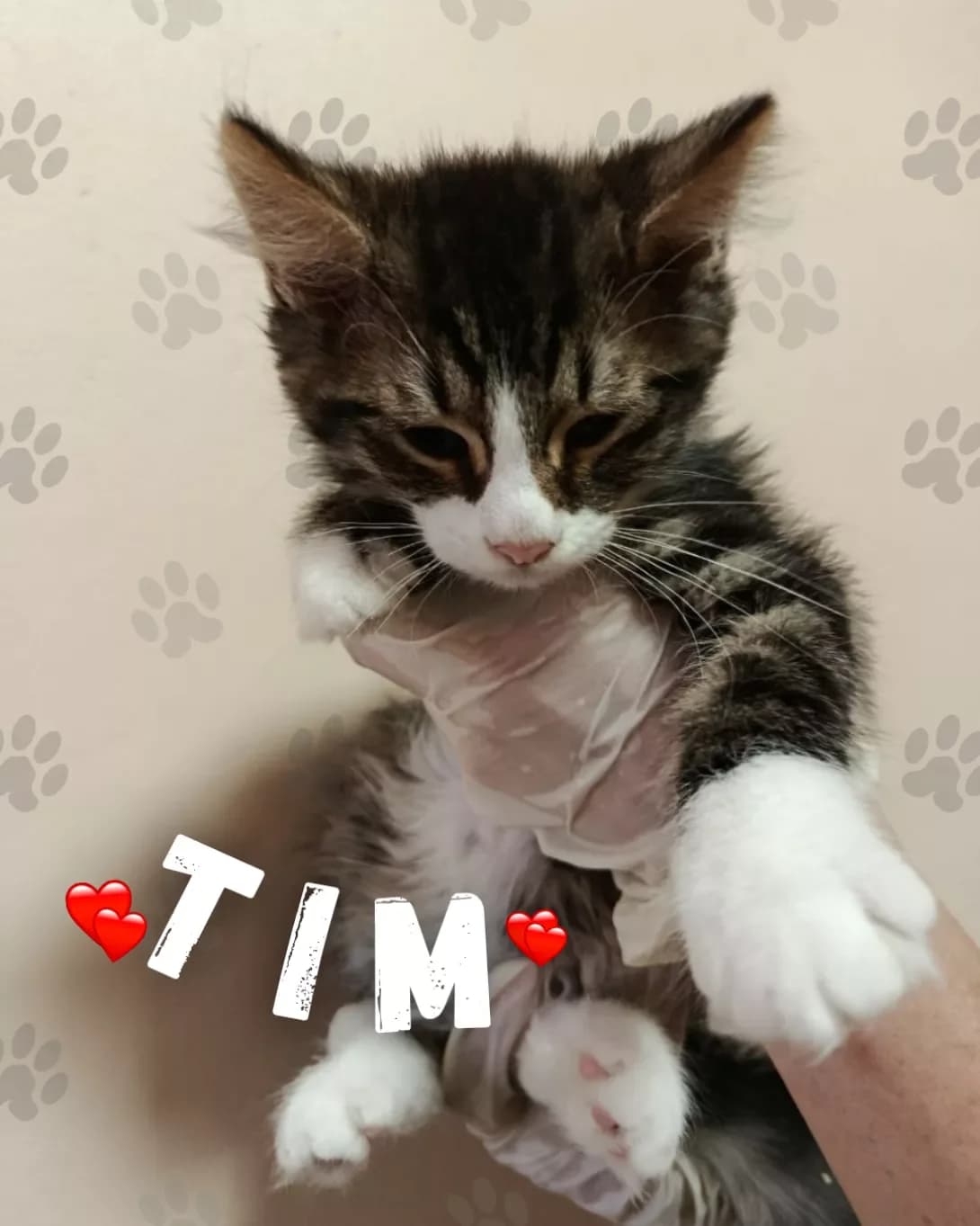 Tim (Тім), male young Mixed Breed for adoption at Happy Paw Odesa