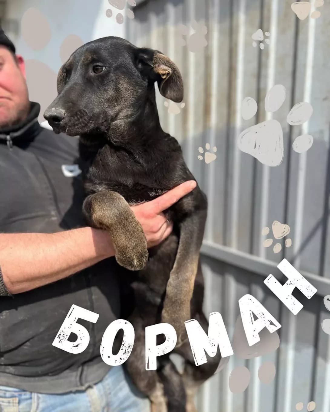 Borman (Борман), male young Mixed Breed for adoption at Happy Paw Odesa