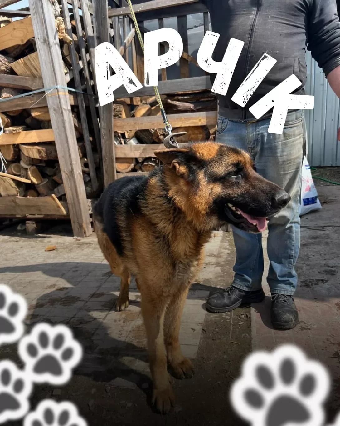 Archik (Арчік), male 3yo Mixed Breed for adoption at Happy Paw Odesa
