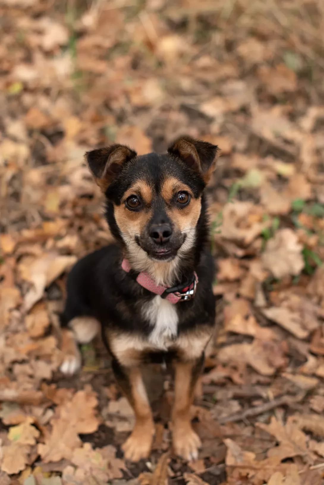 Marta (Марта), female young Mixed Breed for adoption at Happy Paw Odesa