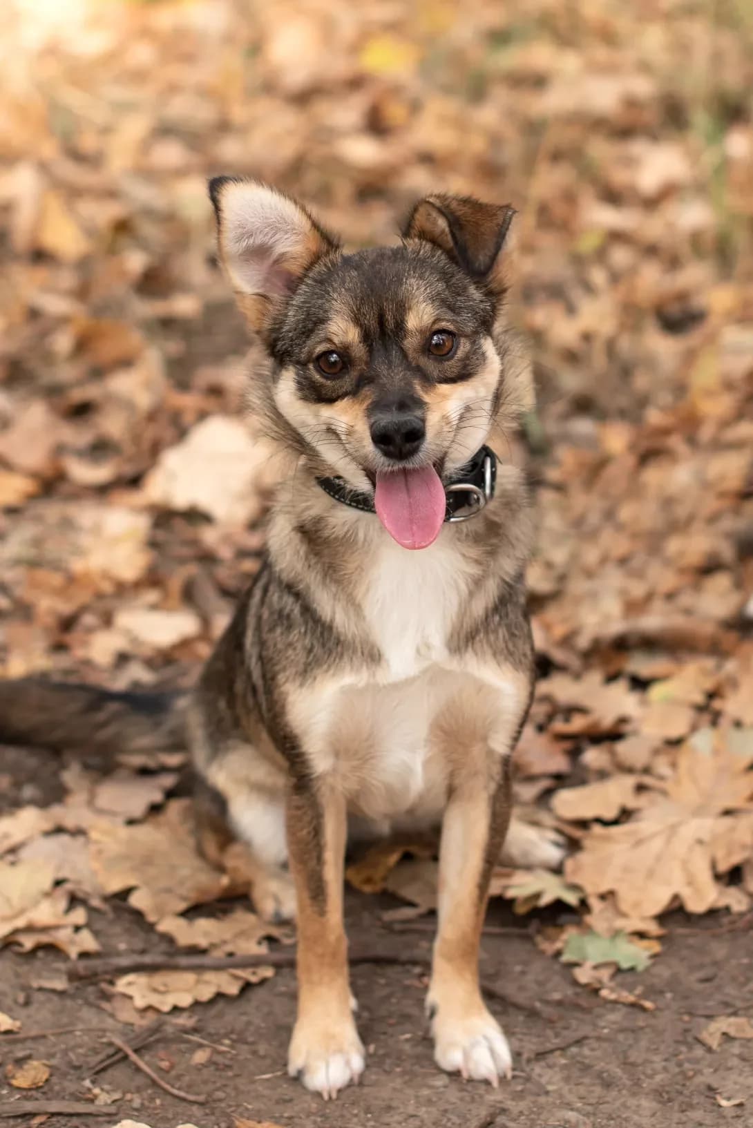 Mira (Міра), female young Mixed Breed for adoption at Happy Paw Odesa