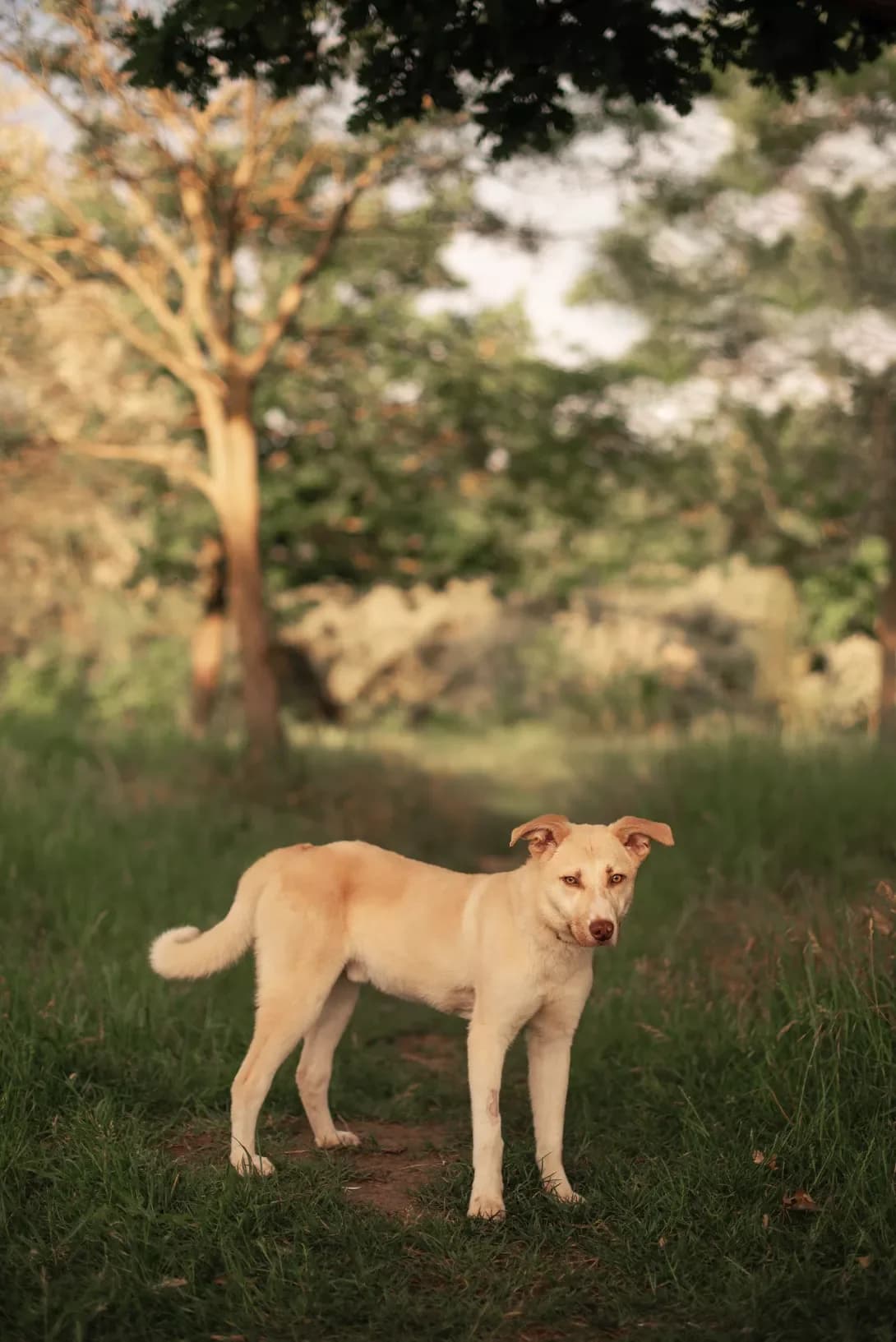 Bao (Бао), male young Mixed Breed for adoption at Happy Paw Odesa