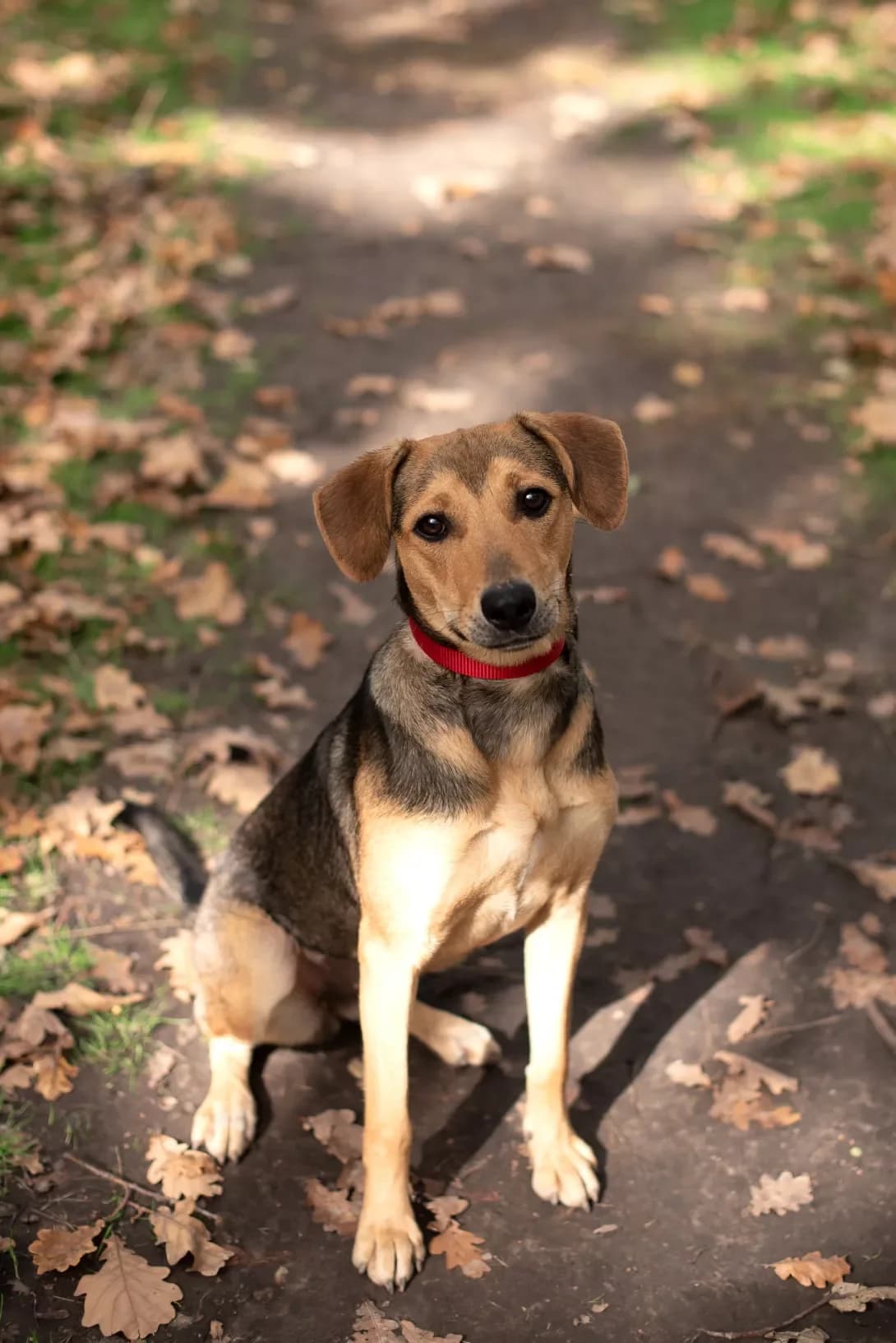 Barsa (Барса), female young Mixed Breed for adoption at Happy Paw Odesa
