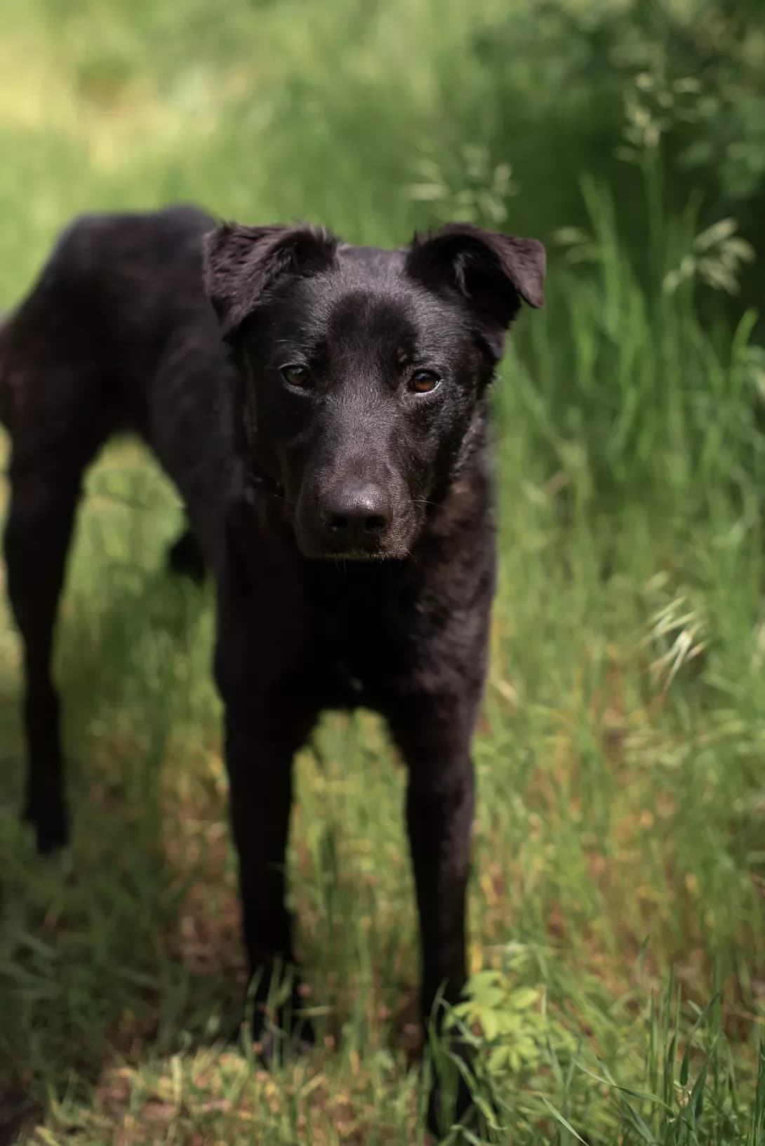 Guki (Гукі), male young Mixed Breed for adoption at Happy Paw Odesa